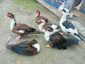চিনা হাঁস বিক্রি হবে