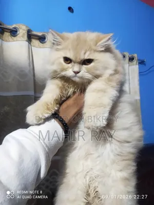 3-6 Months Male Purebred Persian