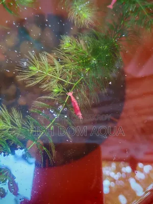 Fire Red Shrimp