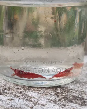 ফায়ার রেড শ্রিম্প