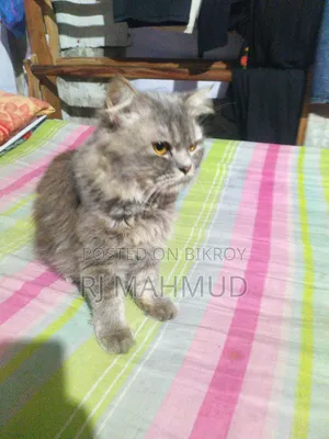6-12 Months Female Purebred Persian