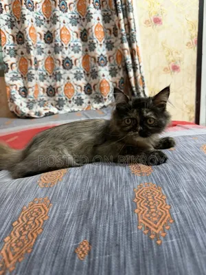 1-3 Months Female Purebred Persian
