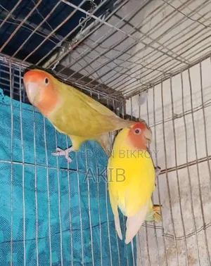 Lovebird Pair