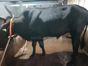 ৪ টা ষাঁড় গরু