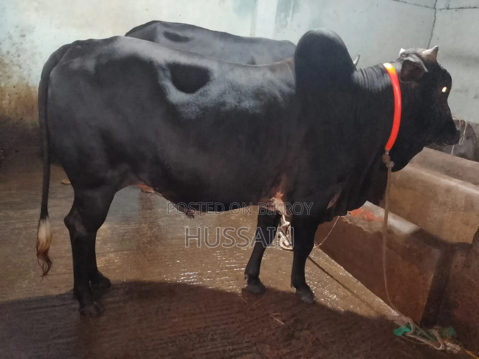 ৪ টা ষাঁড় গরু