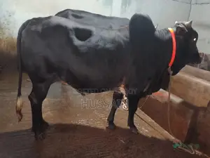 ৪ টা ষাঁড় গরু