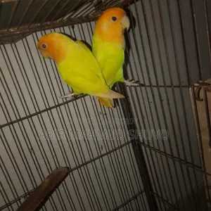 Orange Head Lutino Opaline Lovebird Breeding Pair