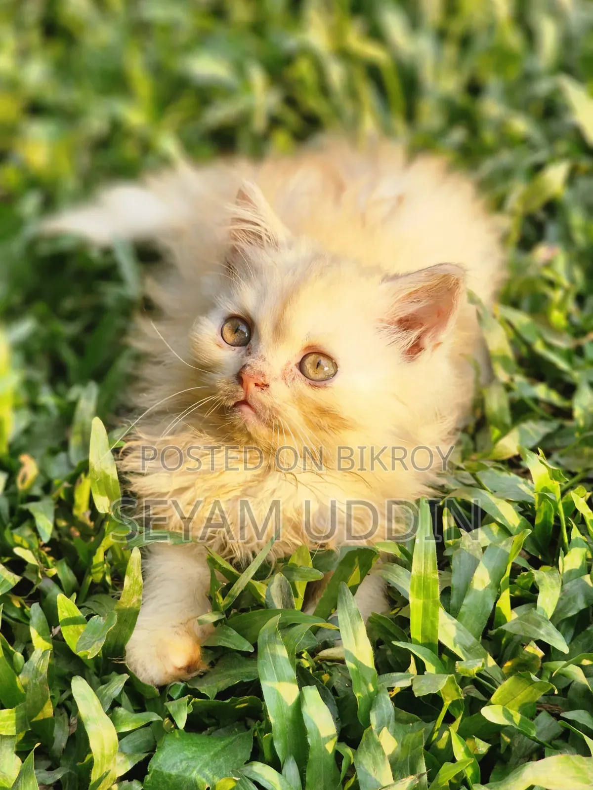 1-3 Months Male Purebred Persian Kitten