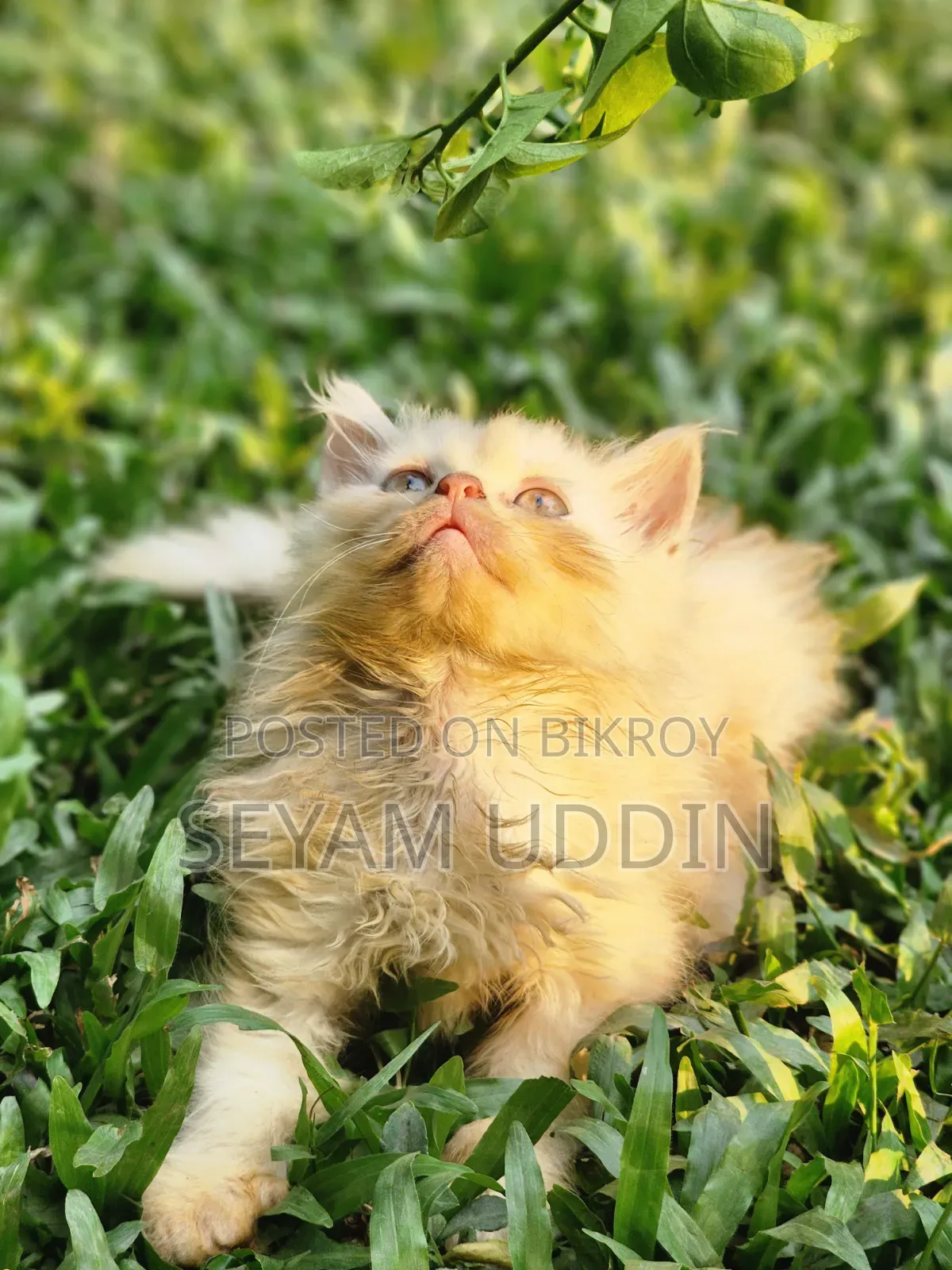 1-3 Months Male Purebred Persian Kitten