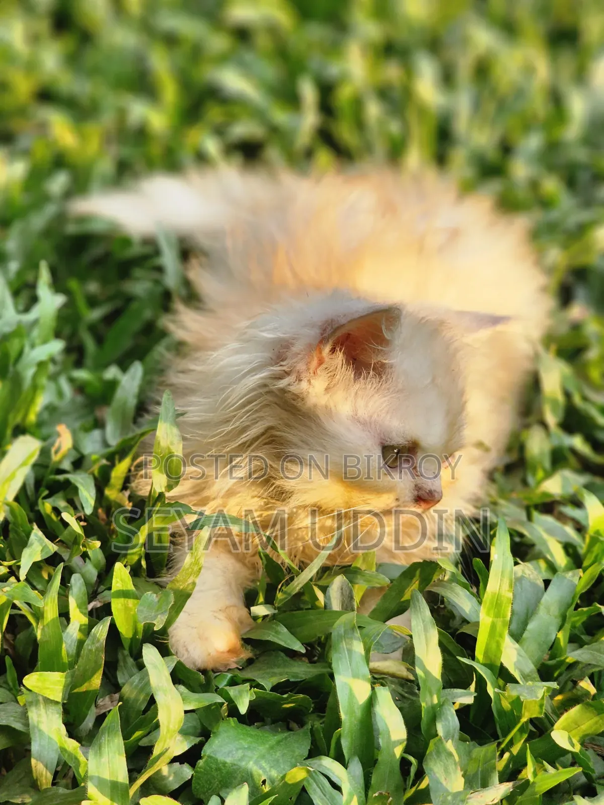 1-3 Months Male Purebred Persian Kitten