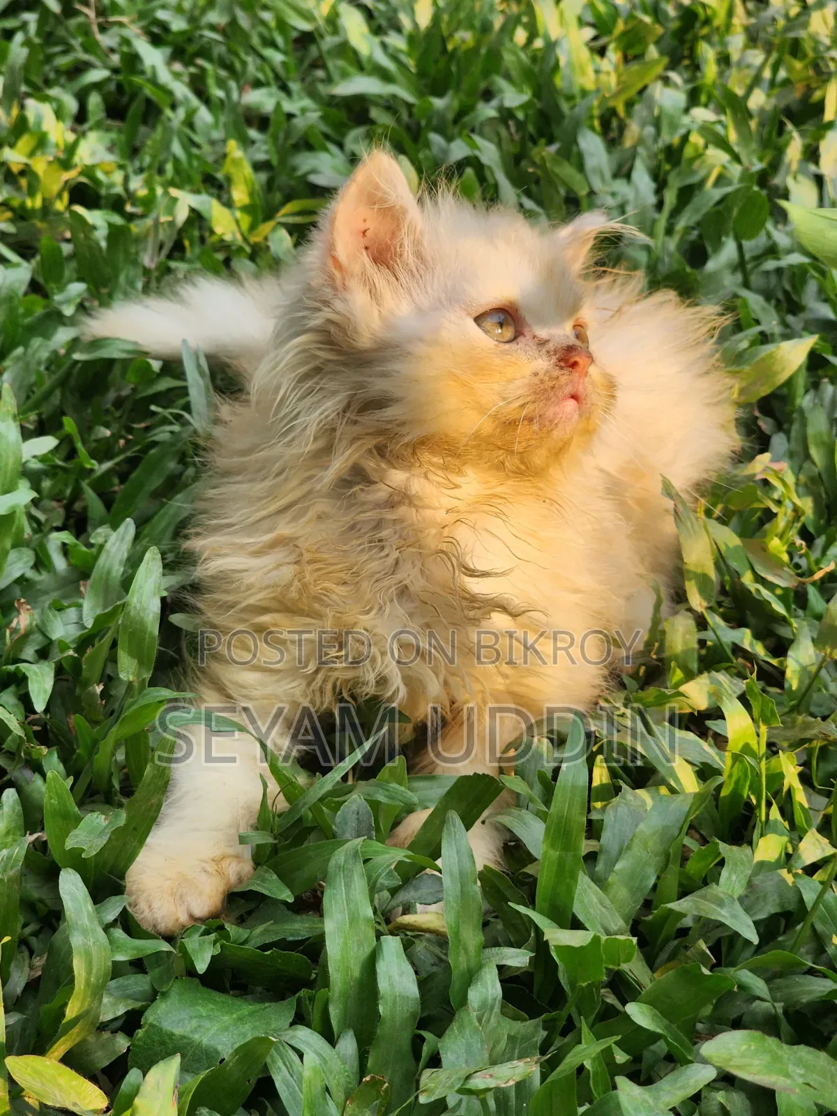 1-3 Months Male Purebred Persian Kitten