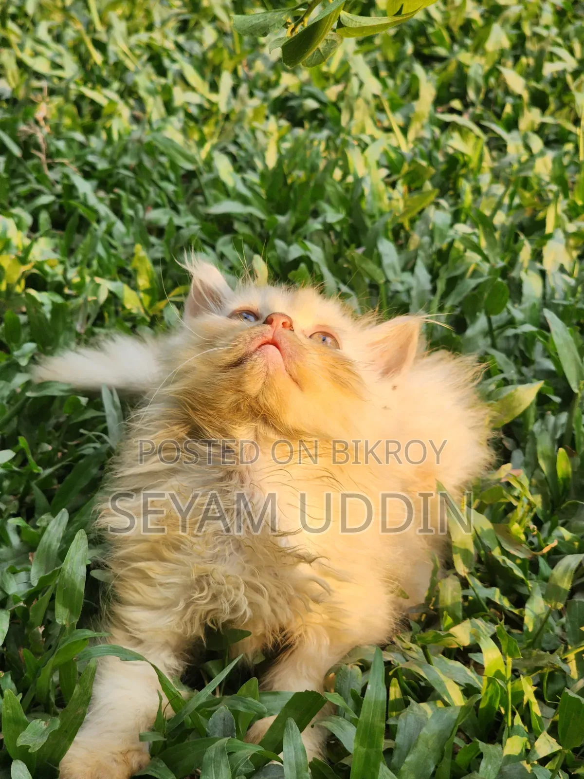 1-3 Months Male Purebred Persian Kitten