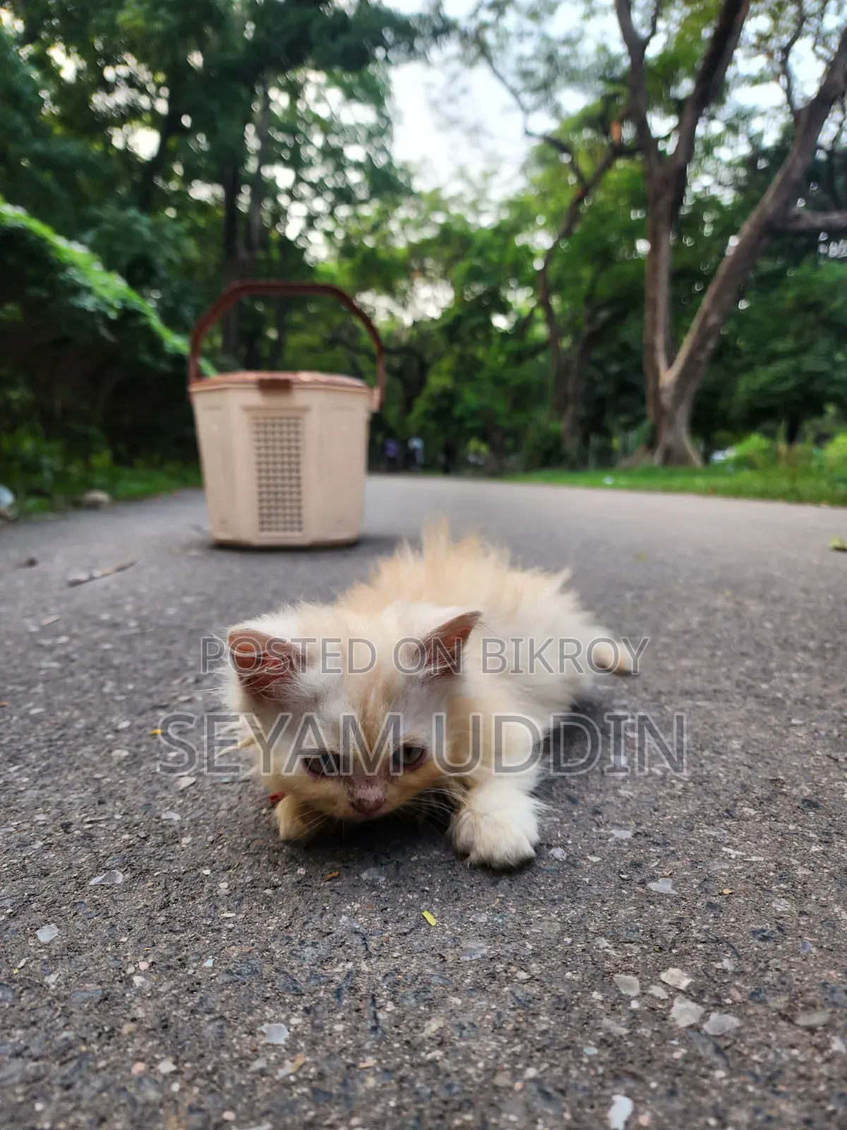 1-3 Months Male Purebred Persian Kitten