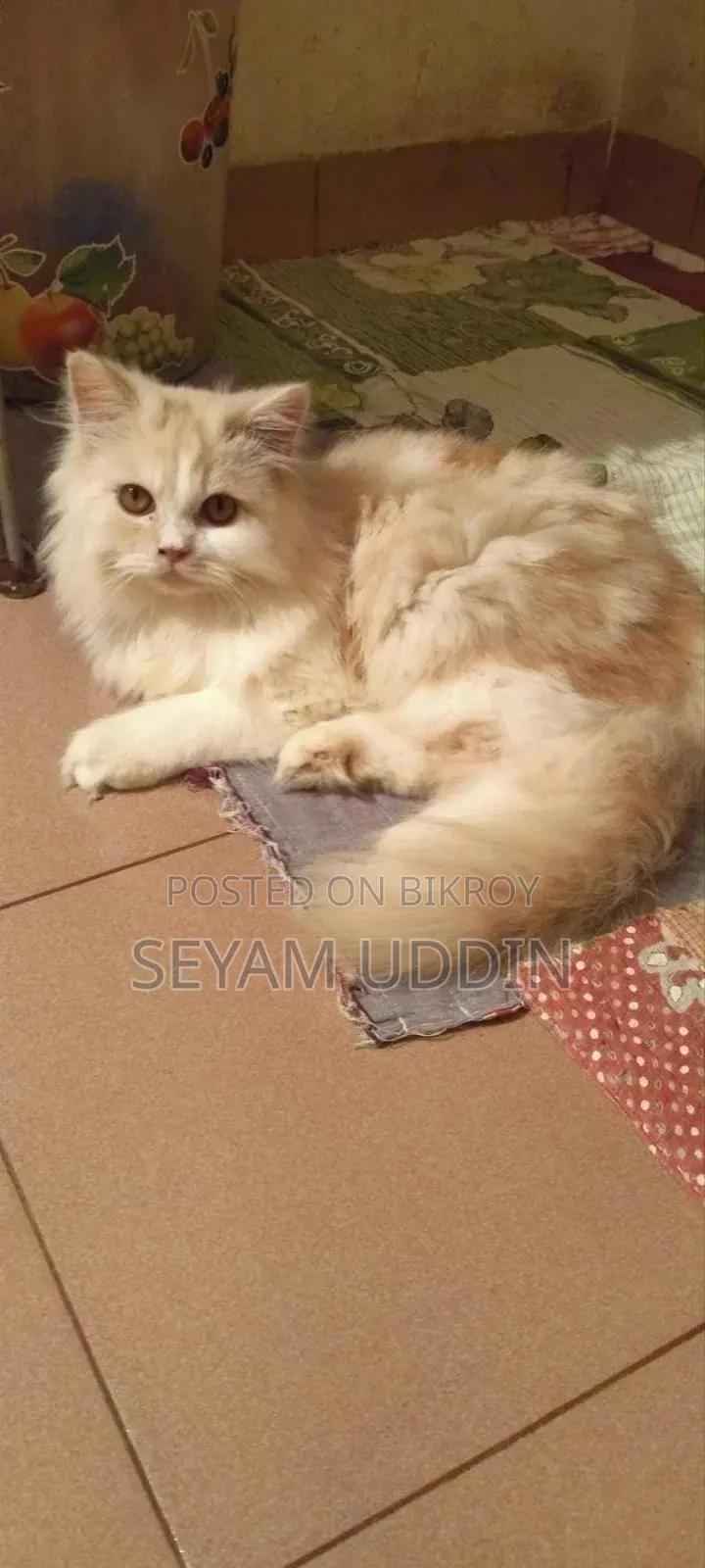 1-3 Months Male Purebred Persian Kitten