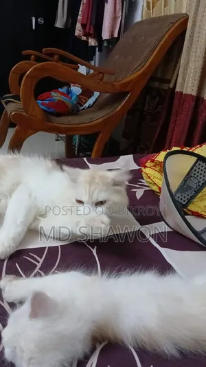 1+ Year Male Purebred Persian Cat