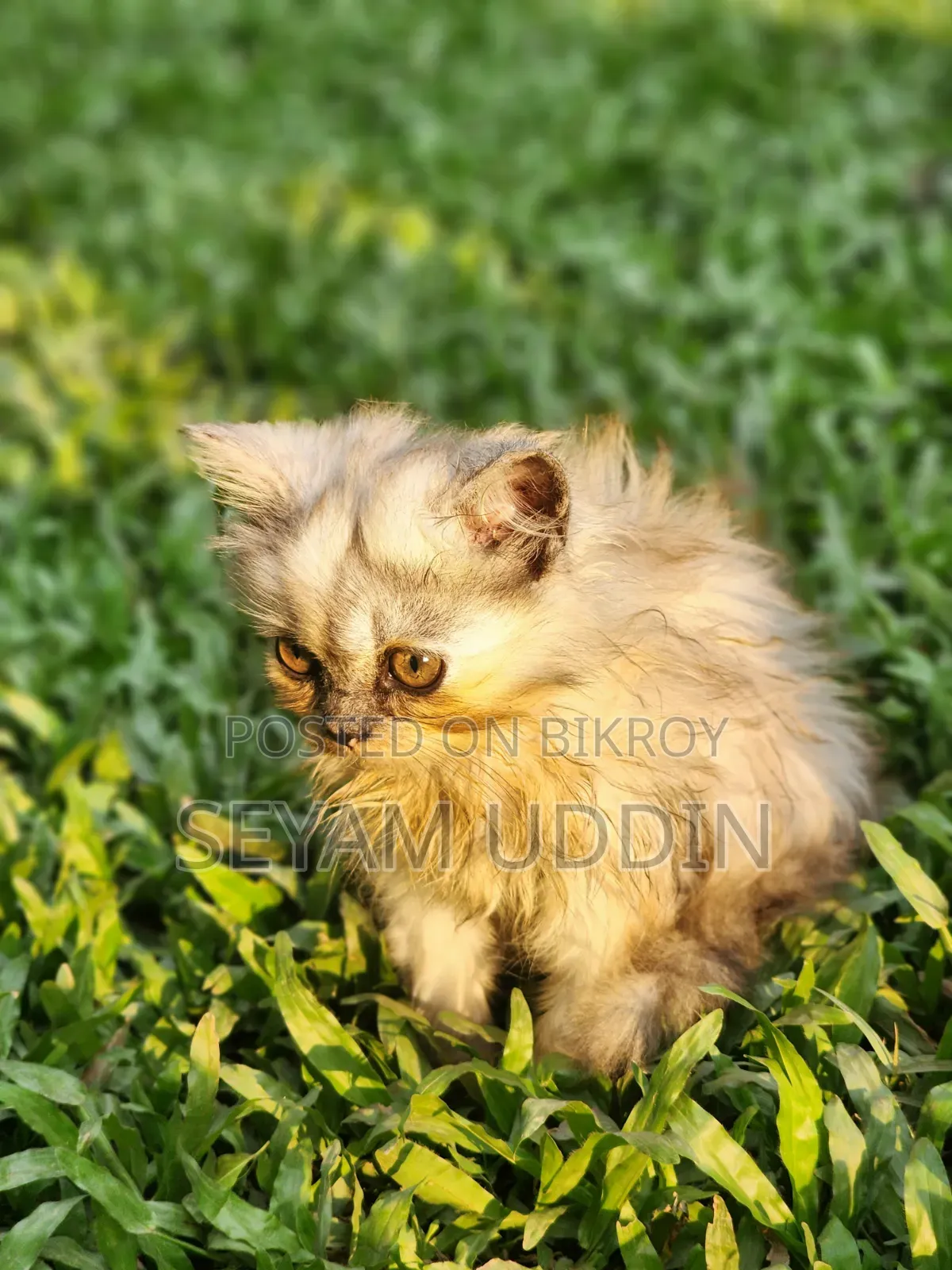 1-3 Months Female Purebred Persian Kitten