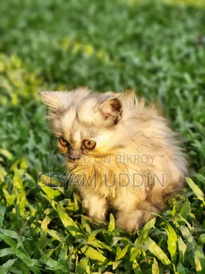 1-3 Months Female Purebred Persian Kitten