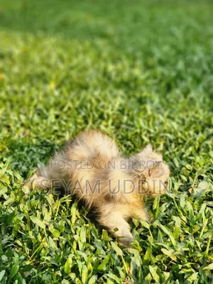 1-3 Months Female Purebred Persian Kitten