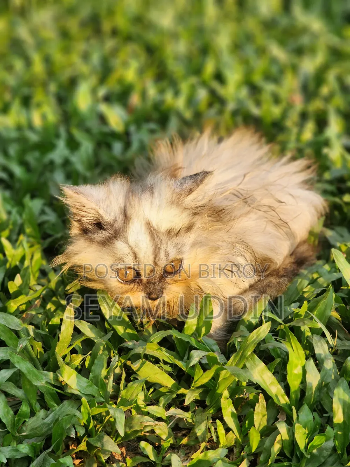 1-3 Months Female Purebred Persian Kitten