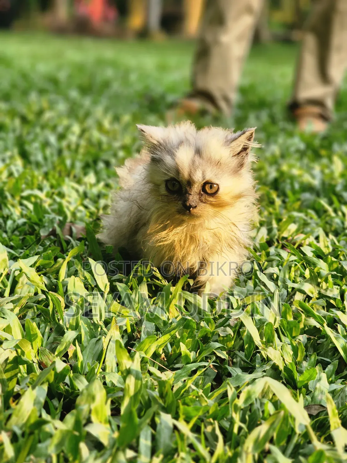 1-3 Months Female Purebred Persian Kitten
