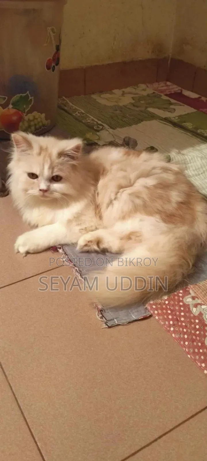 1-3 Months Female Purebred Persian Kitten