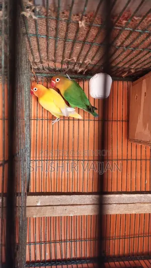 Love Bird Running Pair Will Lay Eggs Very Soon, Must Come to Location