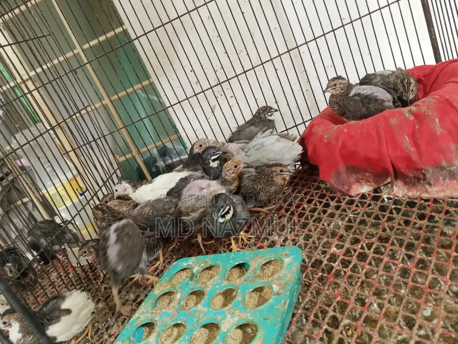 রানিং কিং কোয়েল।