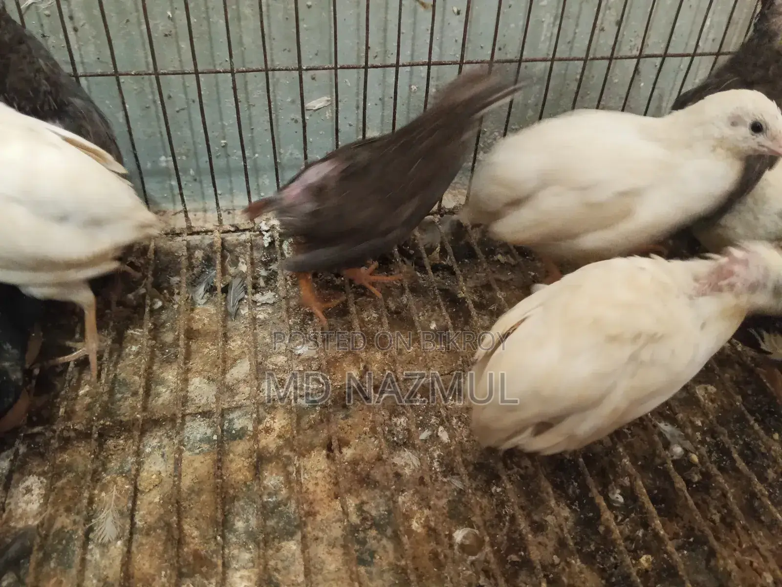রানিং কিং কোয়েল।