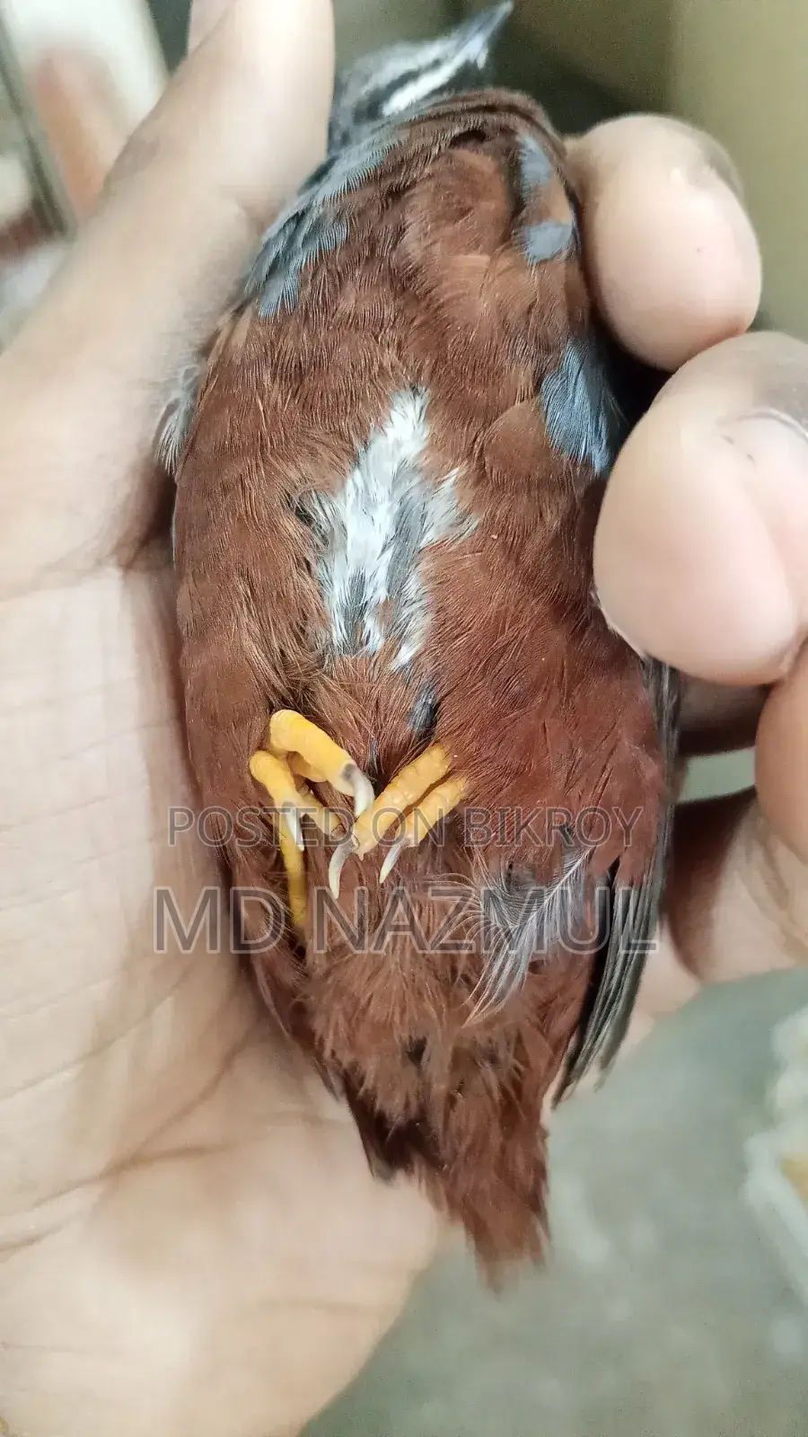 Selling Running King Quail