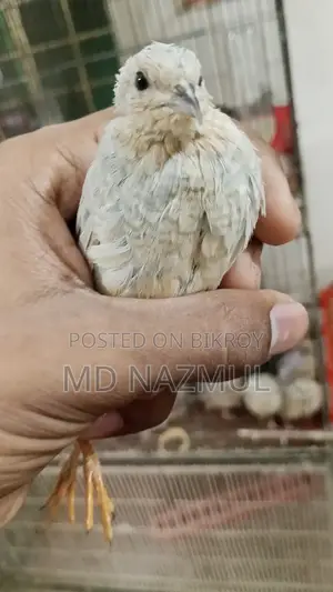 Selling Running King Quail