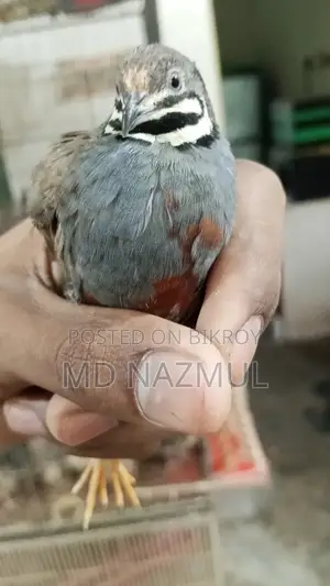 Selling Running King Quail
