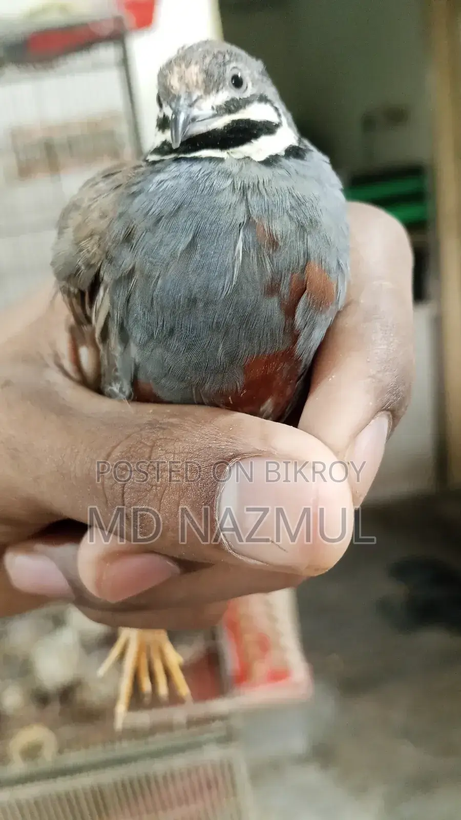 Selling Running King Quail