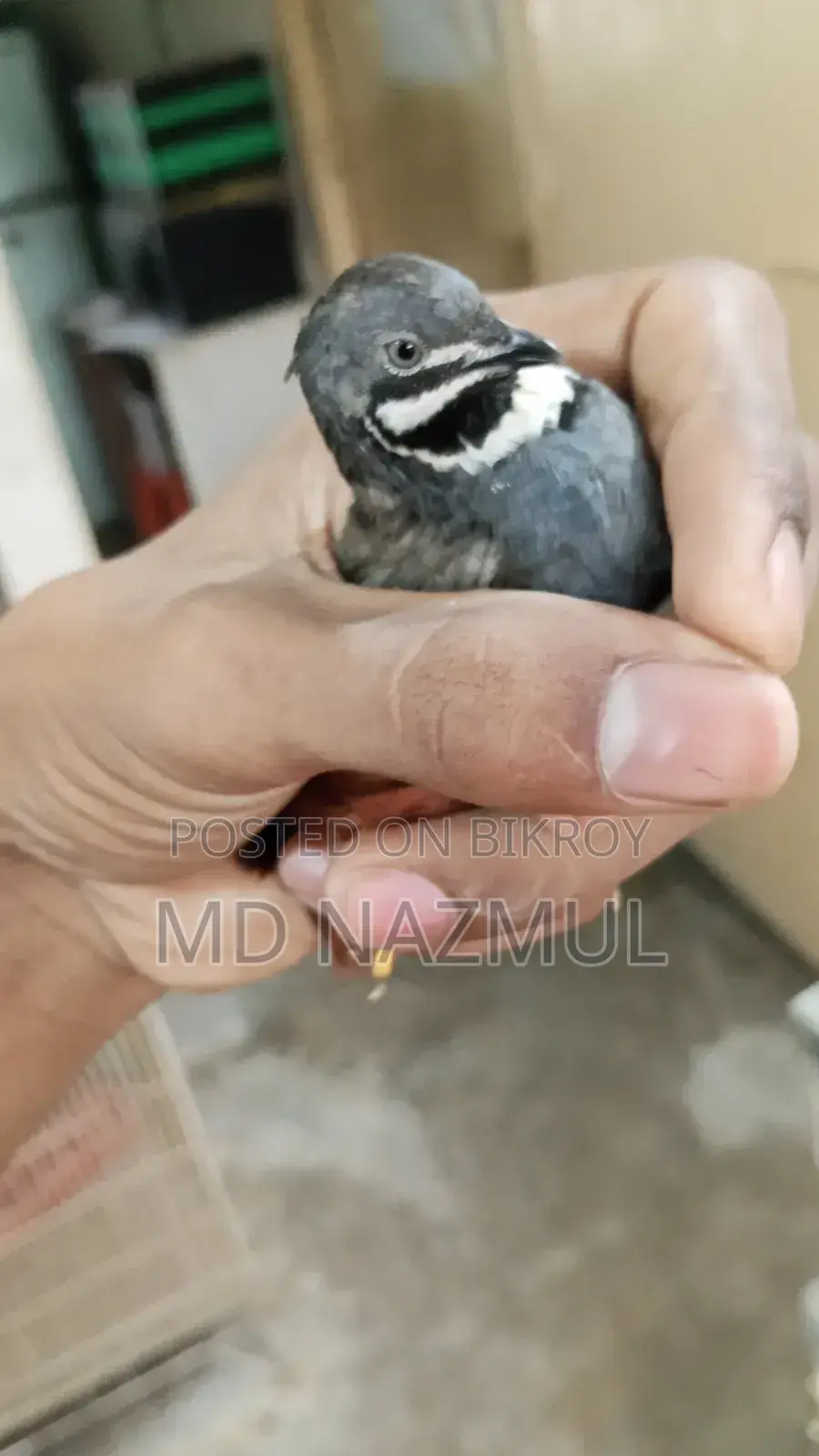 Selling Running King Quail