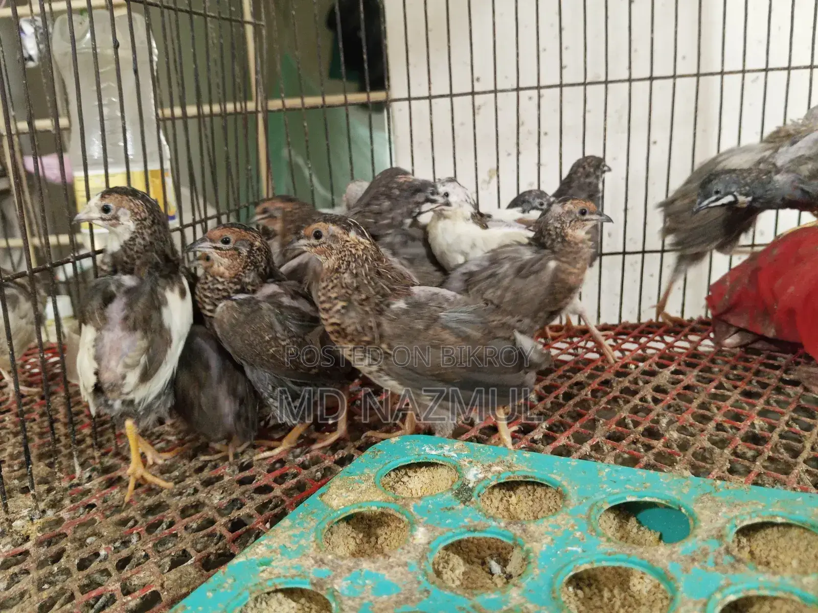 Selling Running King Quail