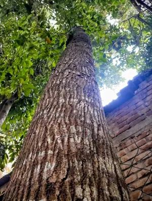 মেহগনি গাছ ৯টি ও ১টি মিঞ্জিরি গাছ