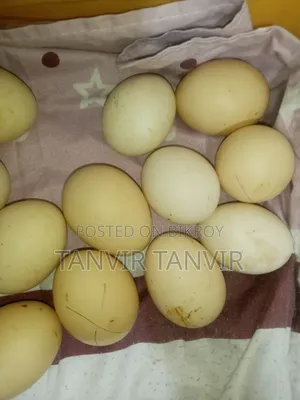 ফাউমি মুরগির বীজ ডিম, যত পিস লাগে দেওয়া যাবে। জোড়া ৩৮ টাকা