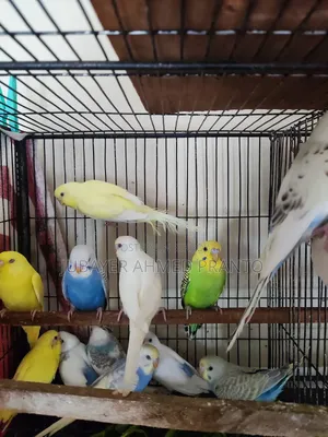 Budgerigar Bird
