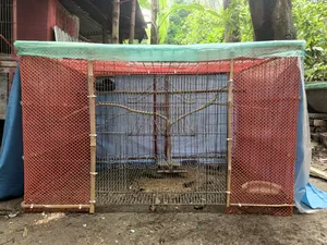 বড় পাখির খাচা