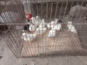 চিনা হাসের বাচ্চা বিক্রয় করা হবে।