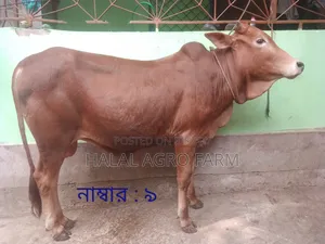 কুরবানির গরু