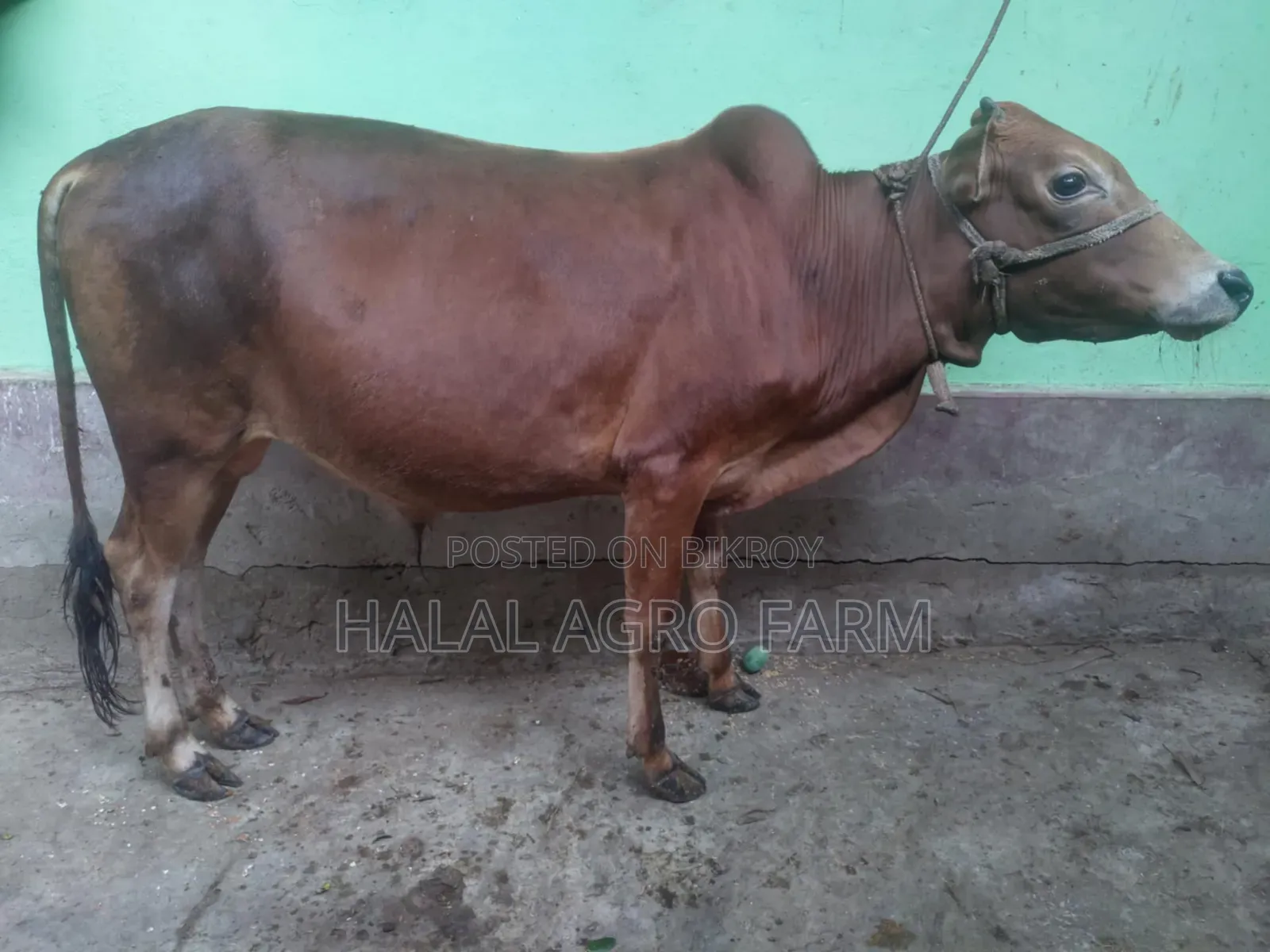 কুরবানির গরু