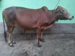 কুরবানির গরু