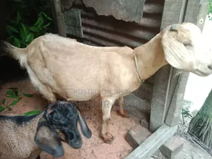 ৩ টা ছাগল ১ টা বক্রি আর ২ টা খাশি বাচ্ছা