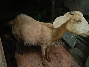 ৩ টা ছাগল ১ টা বক্রি আর ২ টা খাশি বাচ্ছা