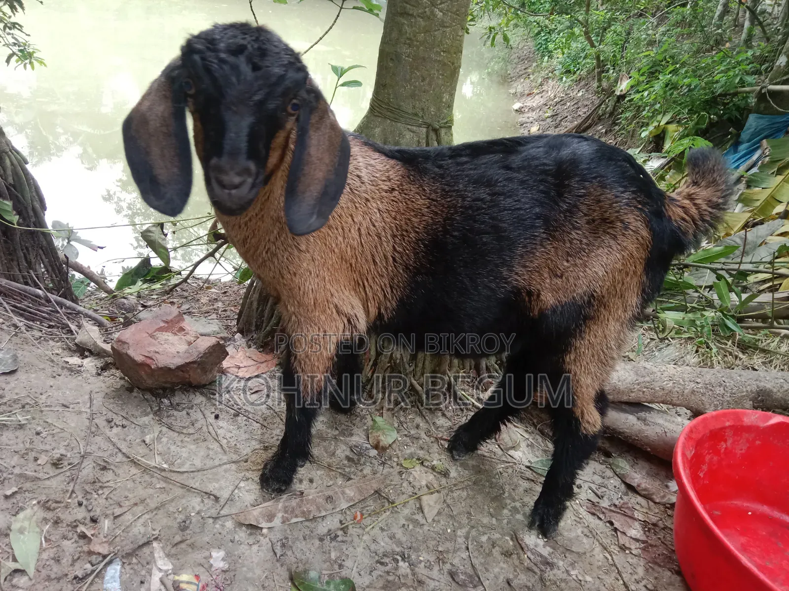 ৩ টা ছাগল ১ টা বক্রি আর ২ টা খাশি বাচ্ছা