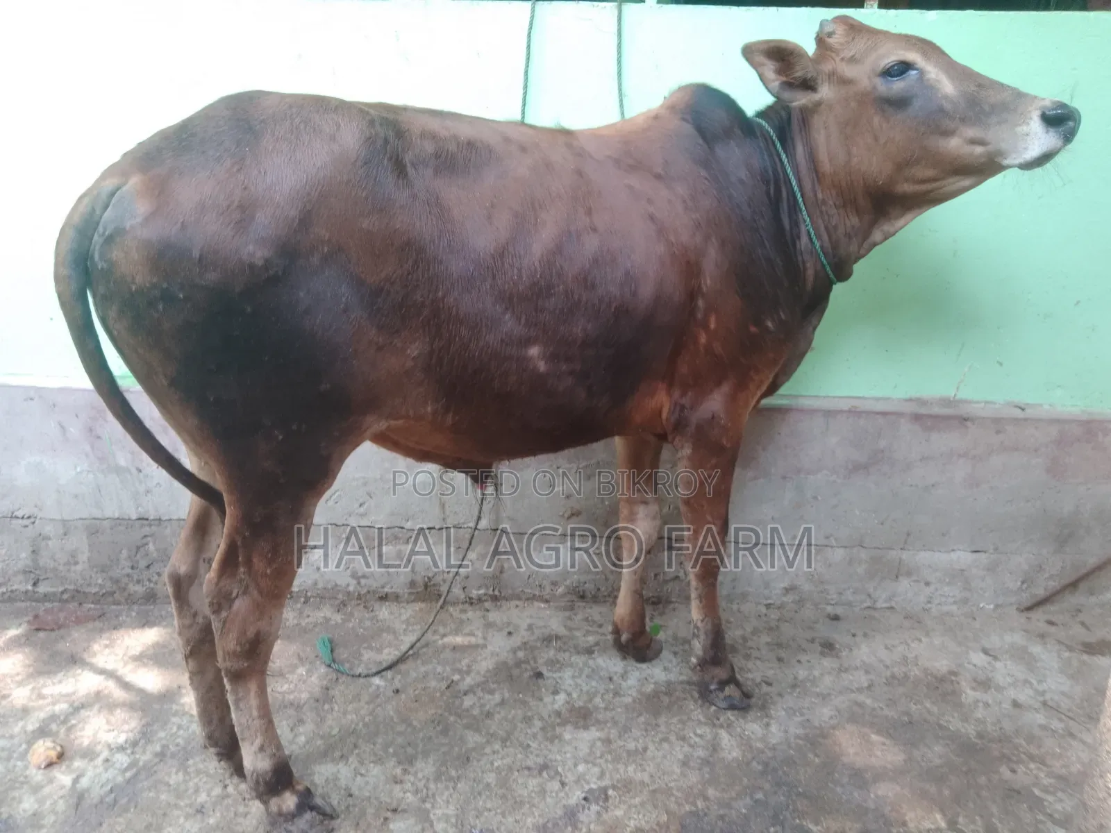 কুরবানির গরু