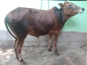কুরবানির গরু