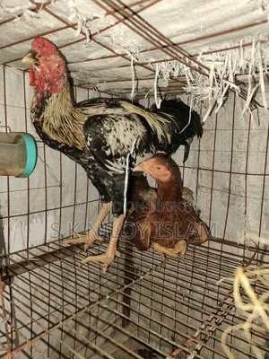 সরাইল মুরগি