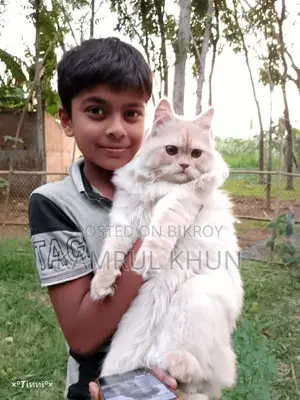 6-12 Months Male Purebred Persian