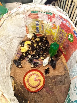 চিনহাঁস বিক্রয়